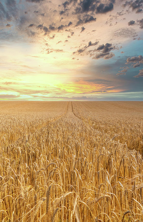 Sunset over a Wheat Field Photograph by Roy Pedersen