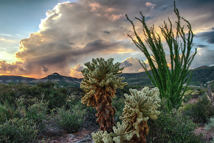 Sunset Over Cholla and Ocotillo Photograph by Dave Dilli