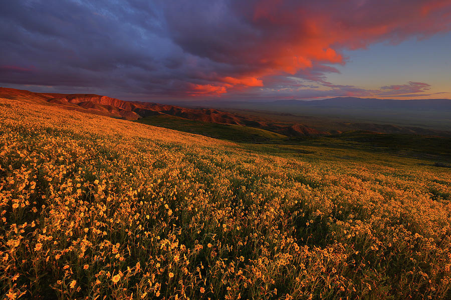 Sunset over fields of wildflowers at Carrizo Plain National Monument in California Photograph by Jetson Nguyen