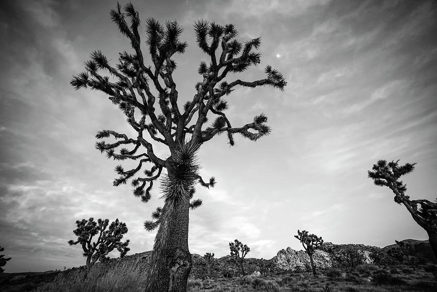 Sunset over Joshua Tree California Red Sky Black and White Photograph by Toby McGuire