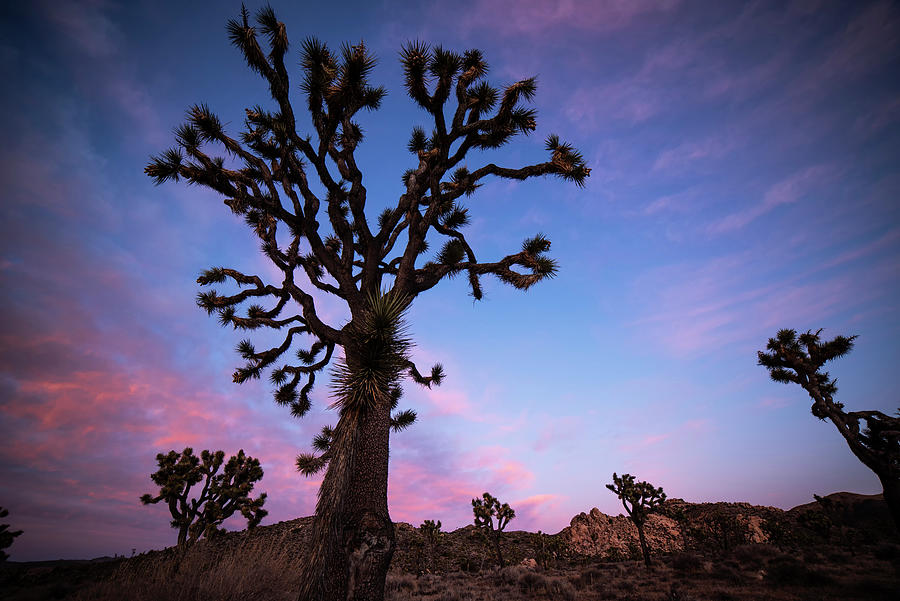 Sunset over Joshua Tree California Red Sky Photograph by Toby McGuire