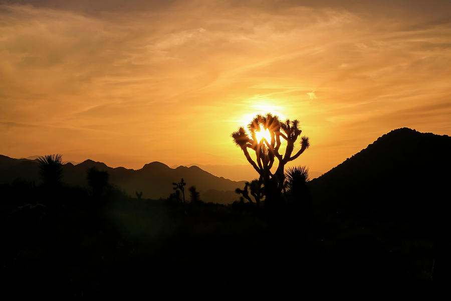 Sunset over Joshua Tree National Park 1 Photograph by Dawn Richards