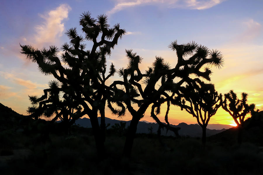 Sunset over Joshua Tree National Park 2 Photograph by Dawn Richards