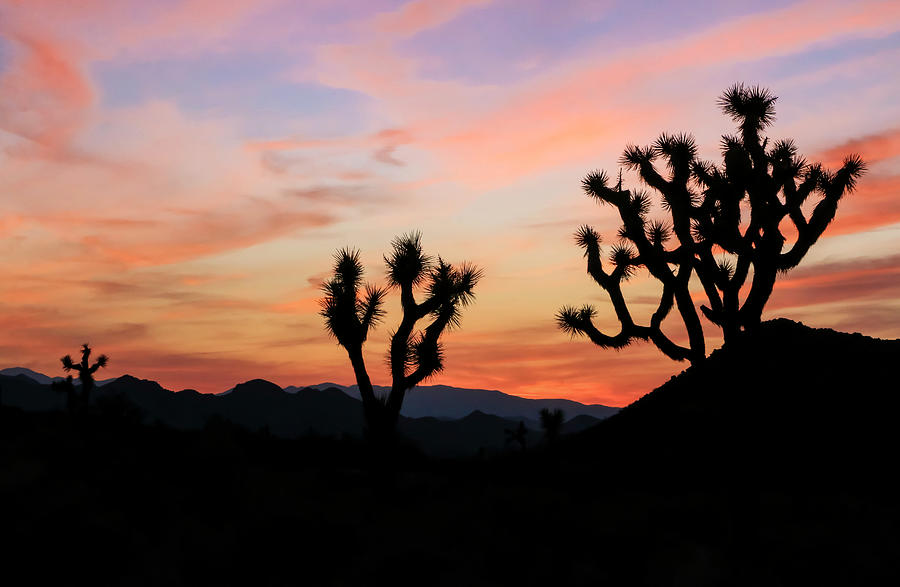 Sunset over Joshua Tree National Park 3 Photograph by Dawn Richards