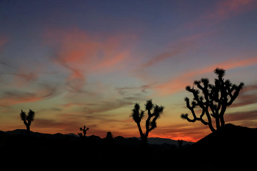 Sunset over Joshua Tree National Park 4 Photograph by Dawn Richards