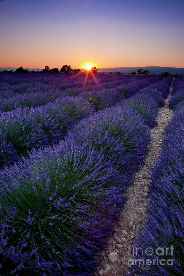 Sunset over Lavender Photograph by Brian Jannsen
