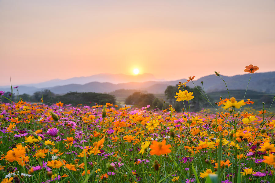 Sunset over mountain with cosmos blooming Photograph by Mumemories