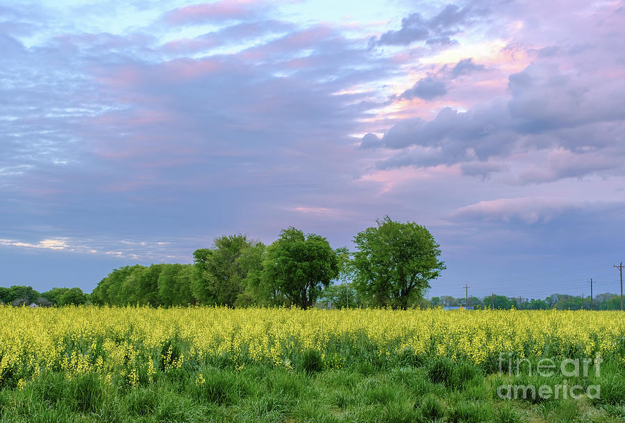 Sunset Over Mustard Field Photograph