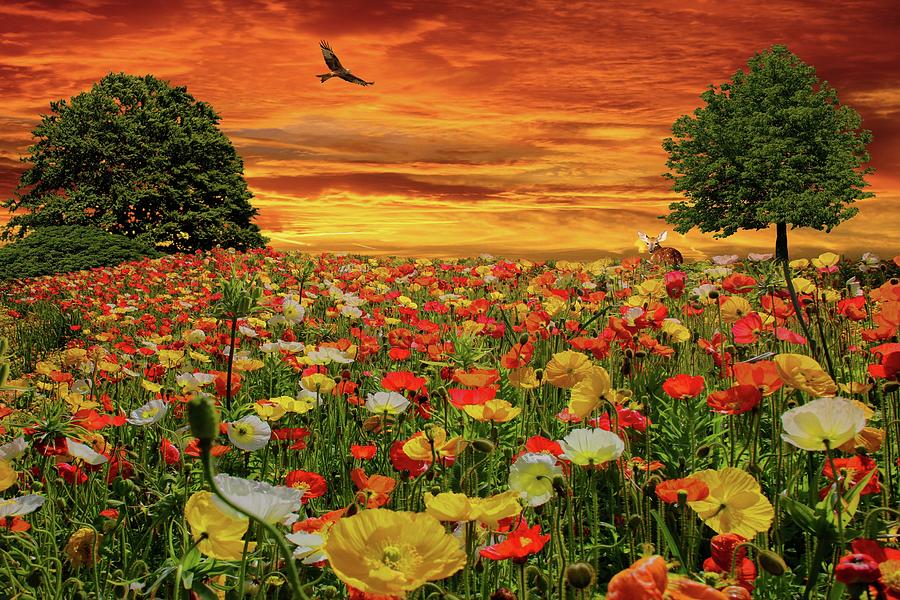 Sunset Over Poppy Meadow Painting