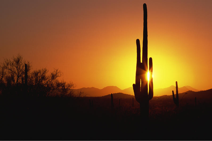 Sunset over saguaro cactus Photograph by Comstock Images