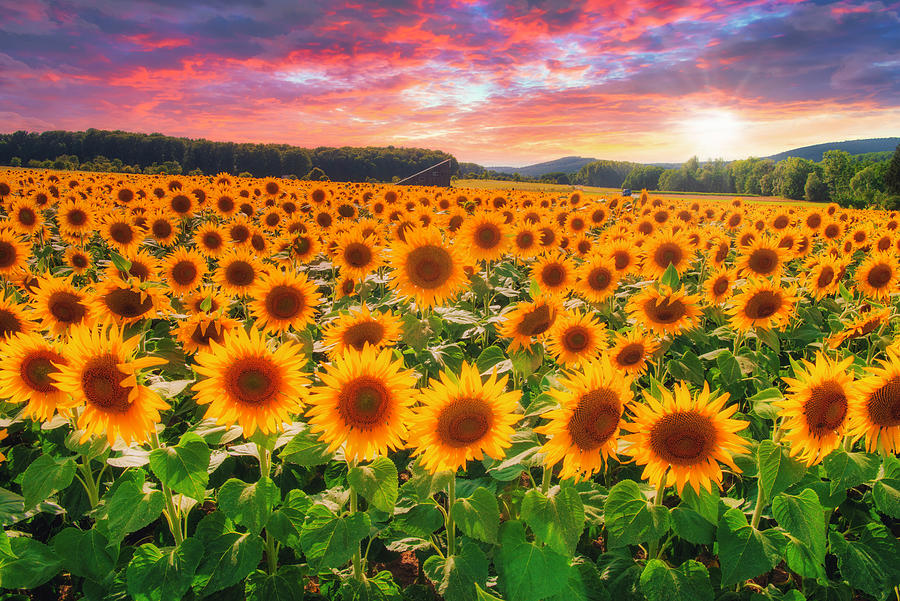 Sunset over Sunflower Fields in Summer Photograph by Philippe Sainte-Laudy