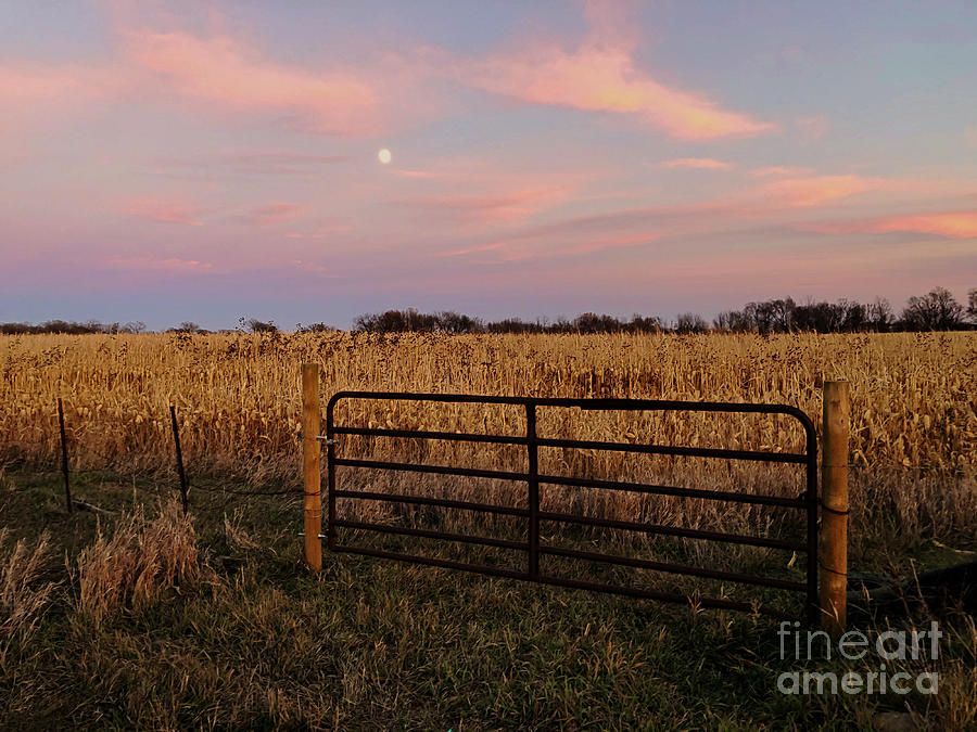 Sunset Over The Cornfield Photograph by Kathy M Krause