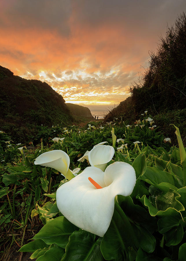Sunset Photograph - Sunset Over The Flowers by Erick Castellon