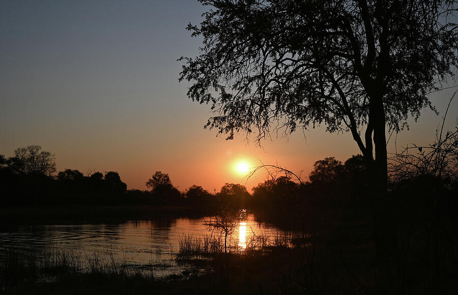 Sunset Photograph - Sunset Over the Okavanga Delta with a Tree Silhouette in Botswana by Sheri Fresonke Harper