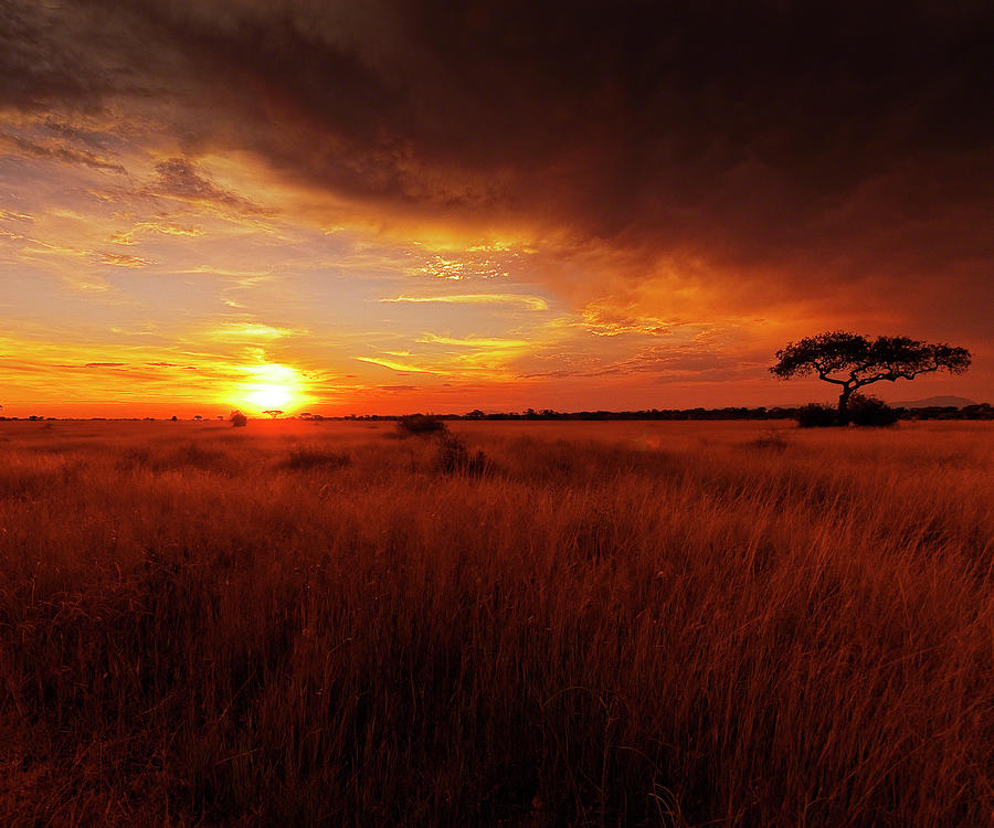 Sunset over the Serengeti - Tanzania Photograph by Patrick Kain