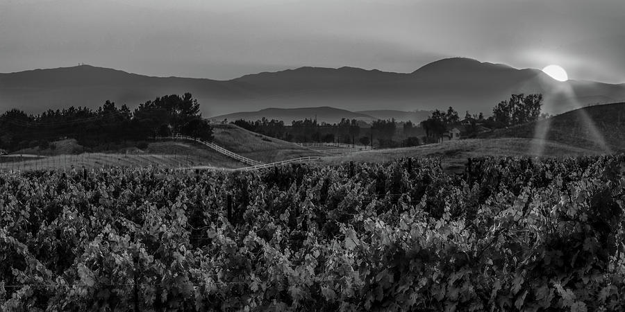 Sunset Over The Vineyard Black And White Photograph