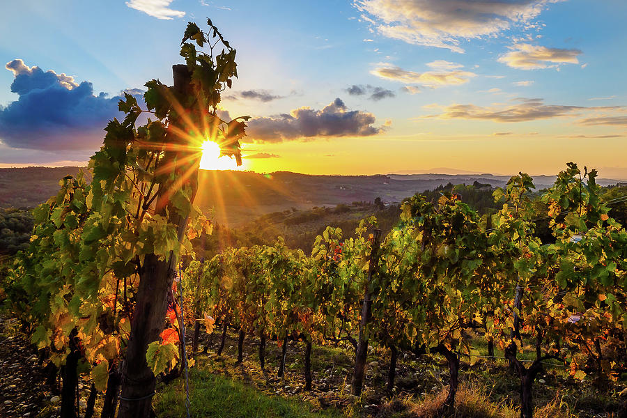 Sunset over the vineyard Photograph by Robert Miller