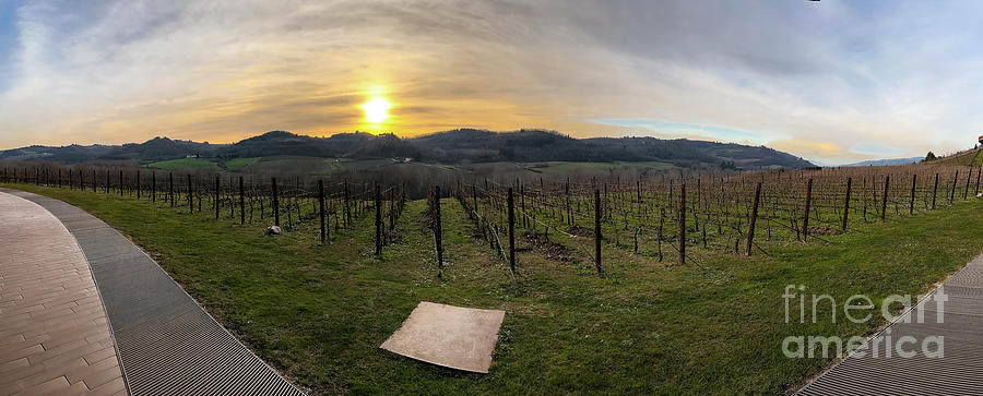 Sunset Over the Vineyard Photograph by William Norton