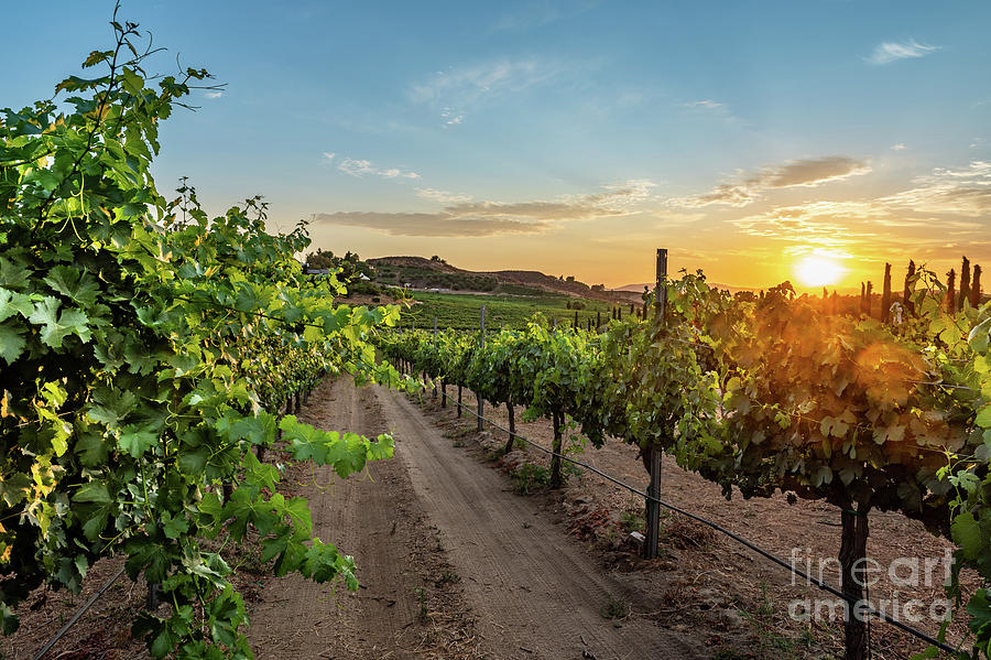 Sunset Over The Vineyards Photograph
