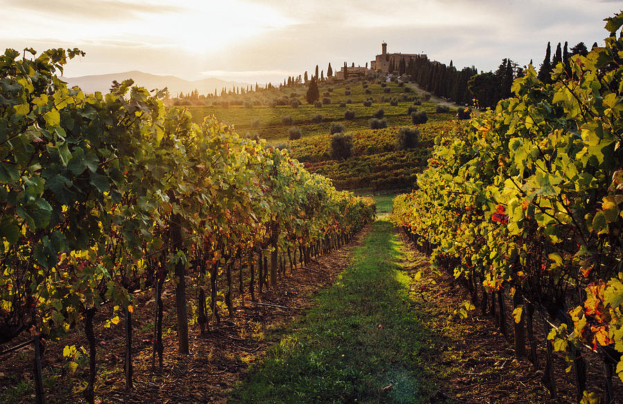 Sunset over vineyards in Tuscany Photograph by Gary Yeowell