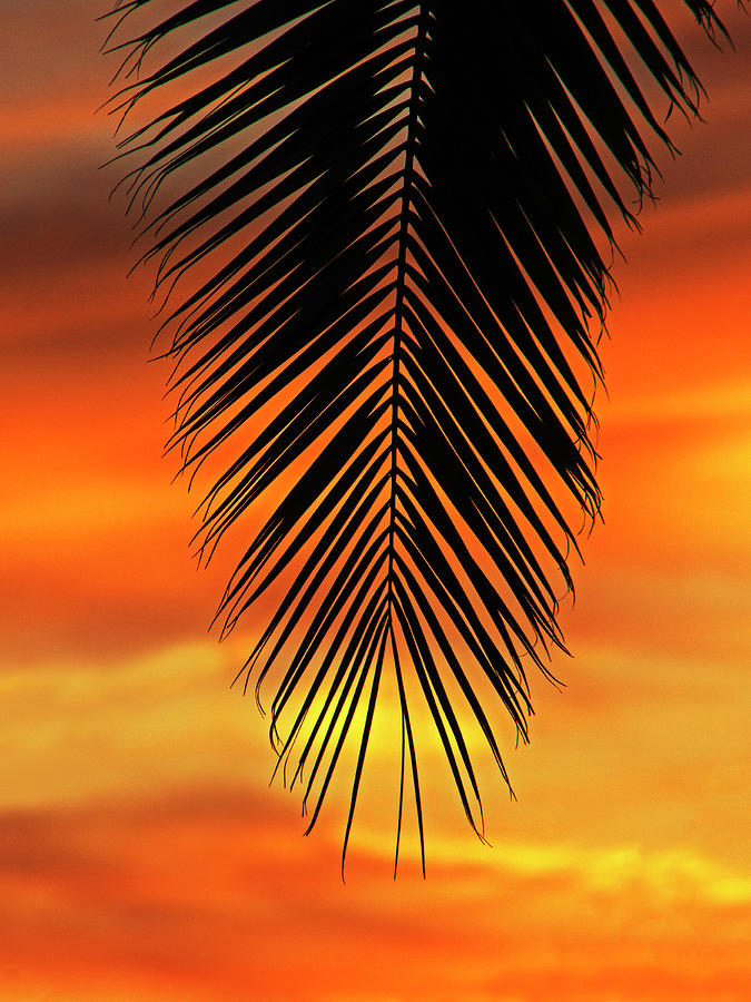 Sunset Palm 3 Photograph by Sue Cullumber