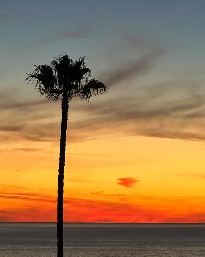 Sunset Palm Photograph by Brian Eberly