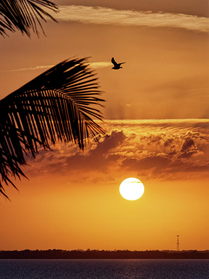 Sunset Palm Photograph by Ron Dubin