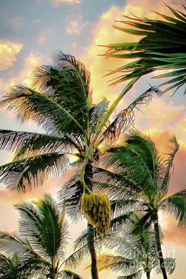 Sunset Palms 1 Photograph by Stefan H Unger
