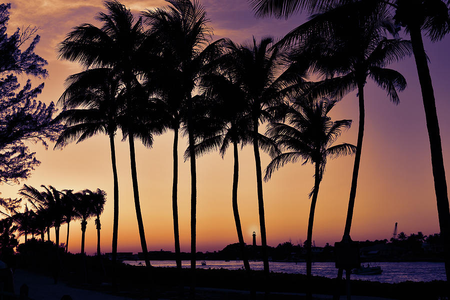 Sunset Palms at Jupiter Inlet Photograph by Laura Fasulo