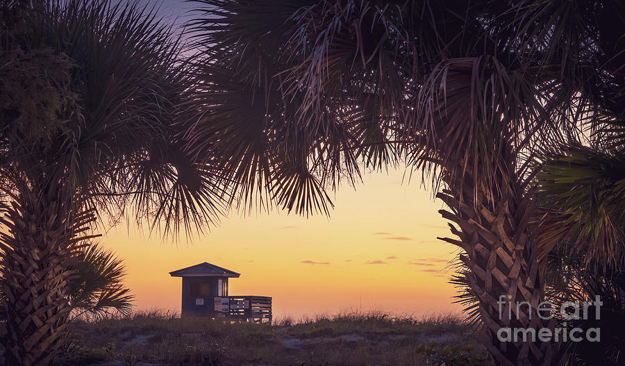 Sunset Palms at Venice Beach Photograph by Liesl Walsh