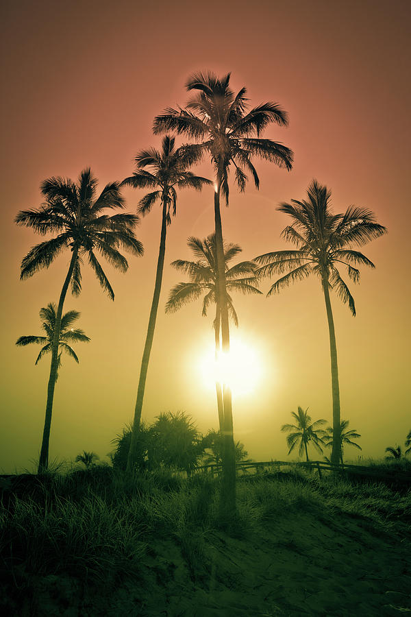 Sunset Palms Photograph by Az Jackson