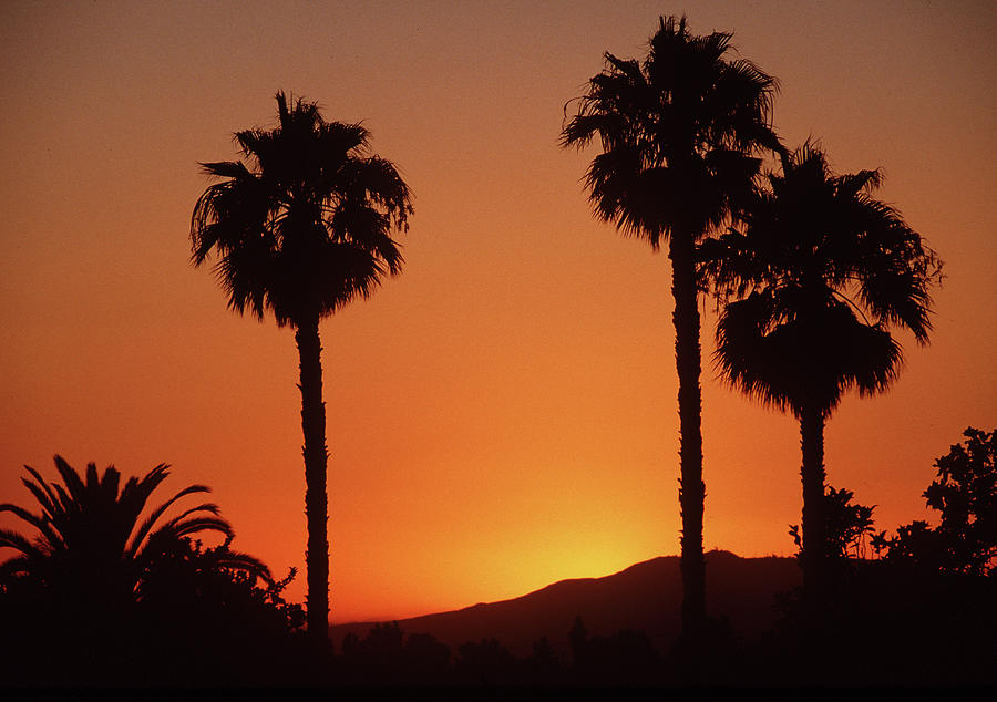 Sunset Palms Photograph by Engle Meredith Sunset Palms Photograph by Engle Meredith