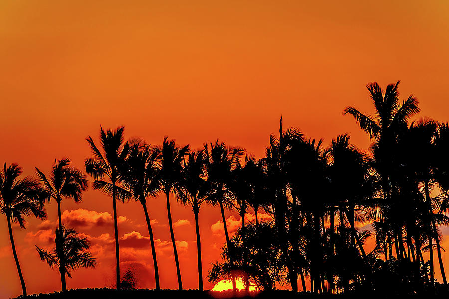 Sunset Palms Photograph by John Bauer