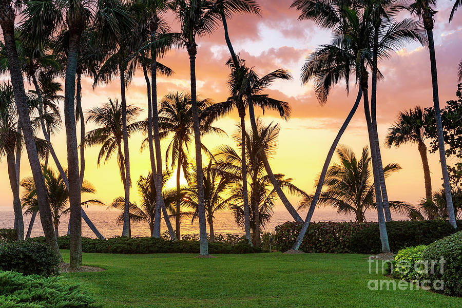 Sunset Palms - Naples Florida Photograph by Brian Jannsen