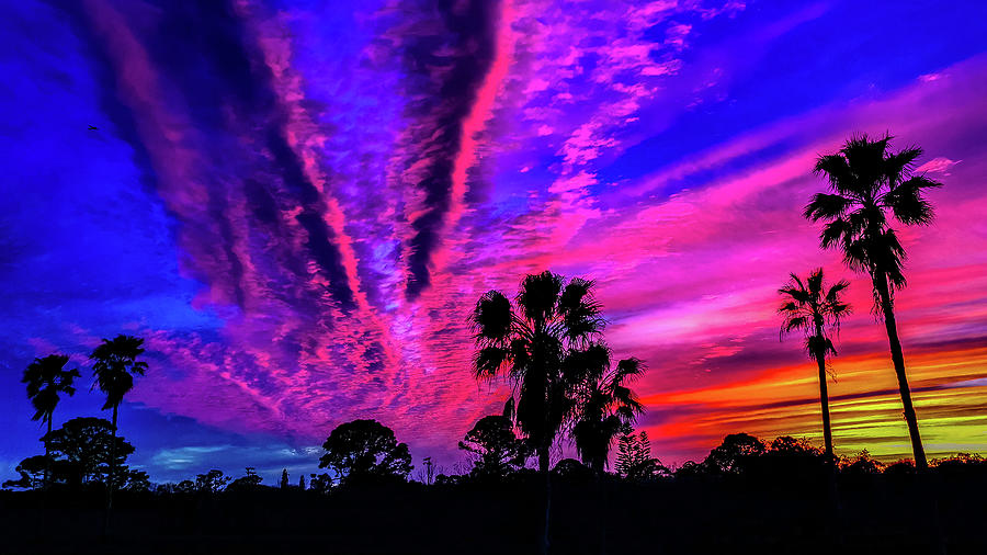 16x9 Sunset Palms Silhouette  Photograph by Danny Mongosa