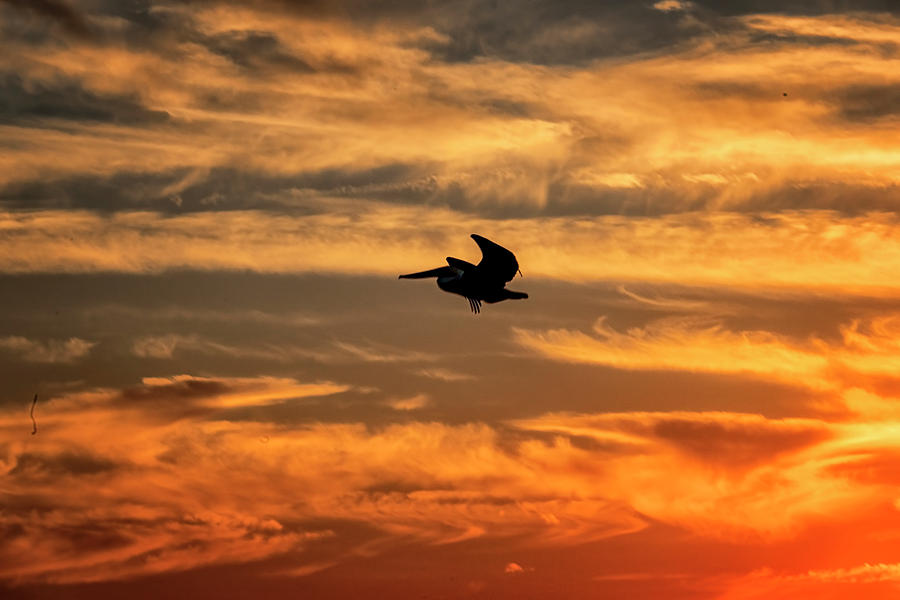 Sunset Pelican Photograph by Tom Singleton