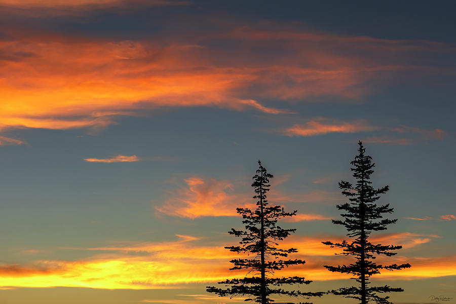 Sunset Pines Photograph by Debby Richards