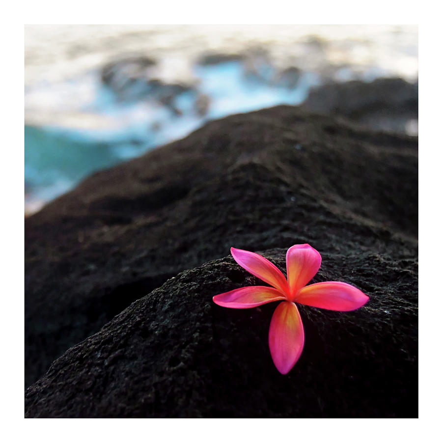 Sunset Plumeria on Lava Rock Photograph by Lawrence Knutsson