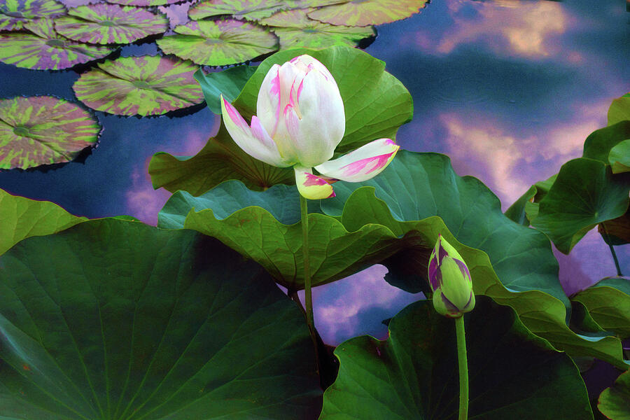 Sunset Photograph - Sunset Pond Lotus by Jessica Jenney