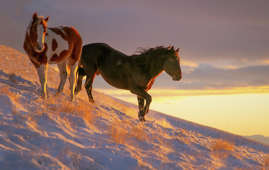 Sunset Ponies Photograph by Kent Keller