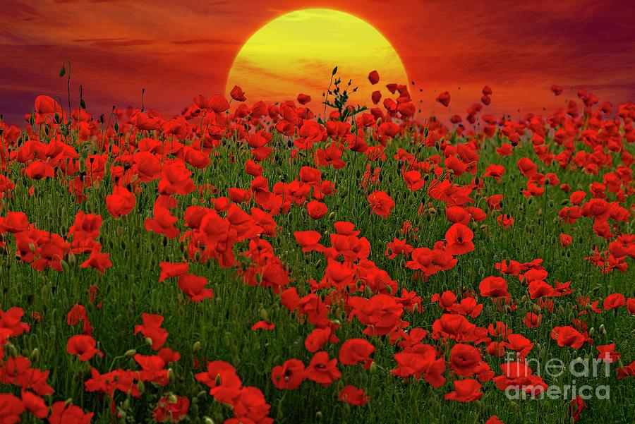 Sunset Poppy Field Photograph by Martyn Arnold