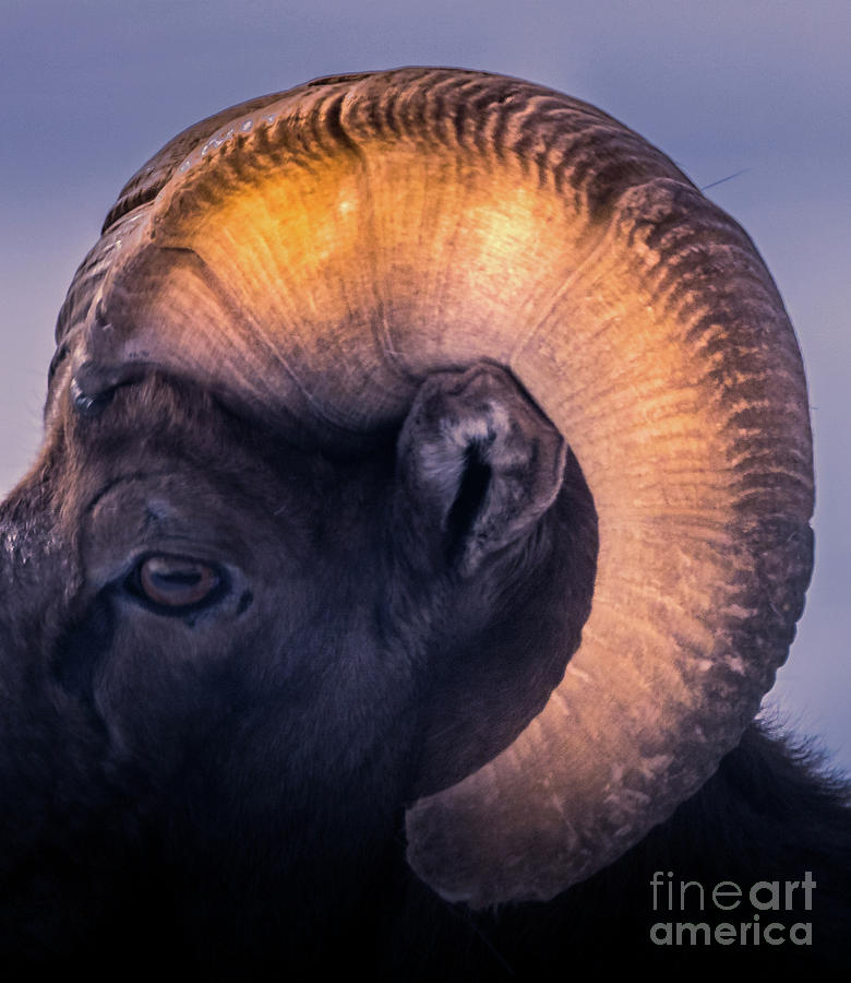 Sheep Photograph - Sunset Ram by May Finch