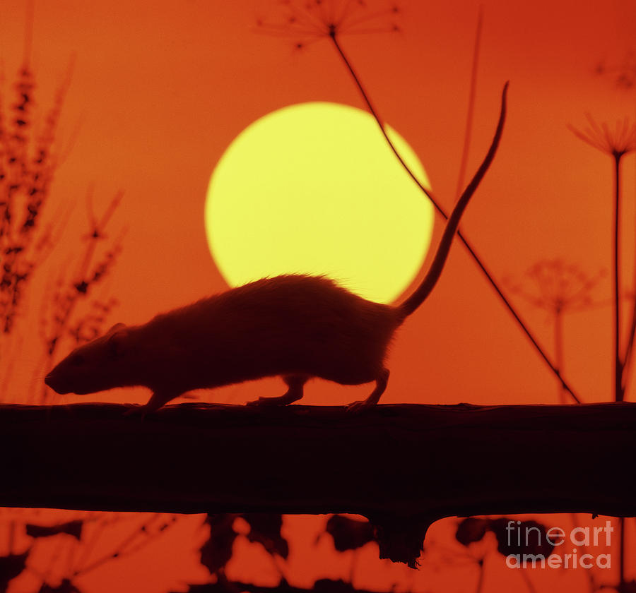 Sunset Rat 1 Photograph by Warren Photographic