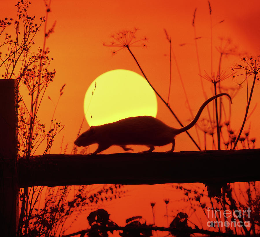 Sunset Rat 2 Photograph by Warren Photographic