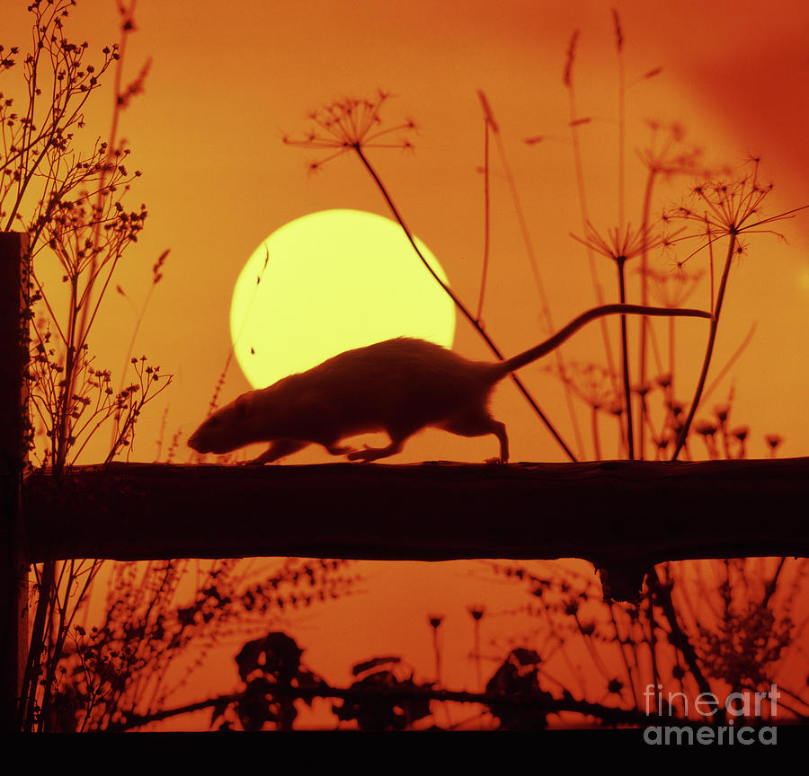 Sunset Rat 3 Photograph by Warren Photographic