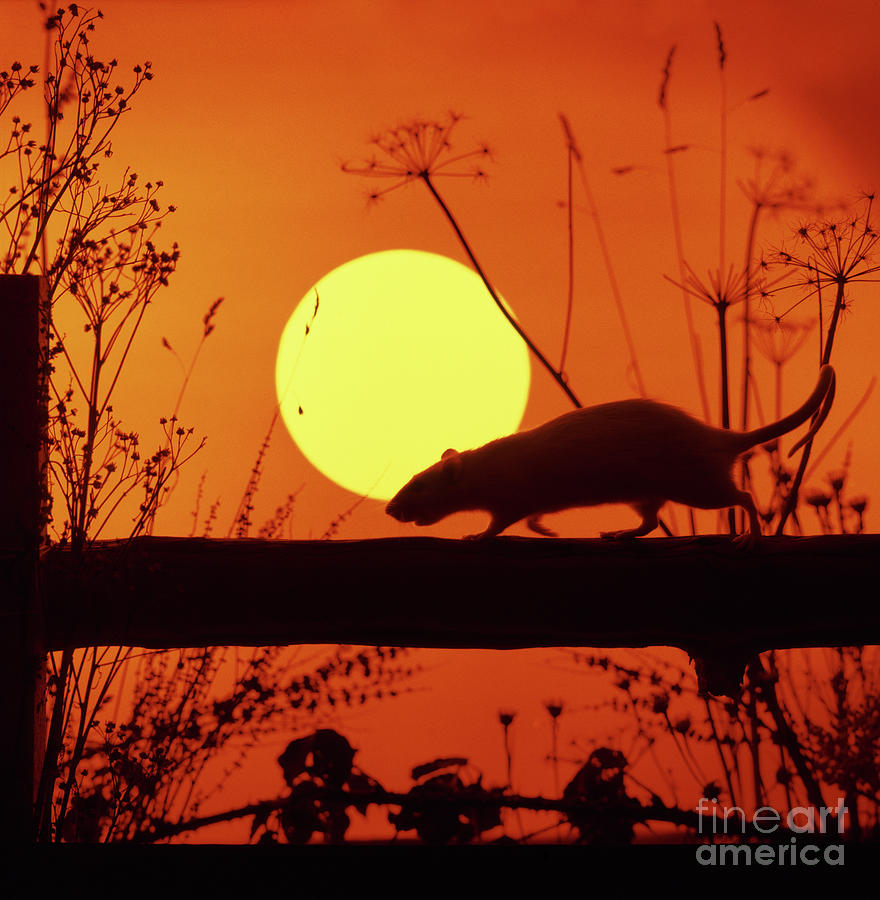 Sunset Rat 5 Photograph by Warren Photographic
