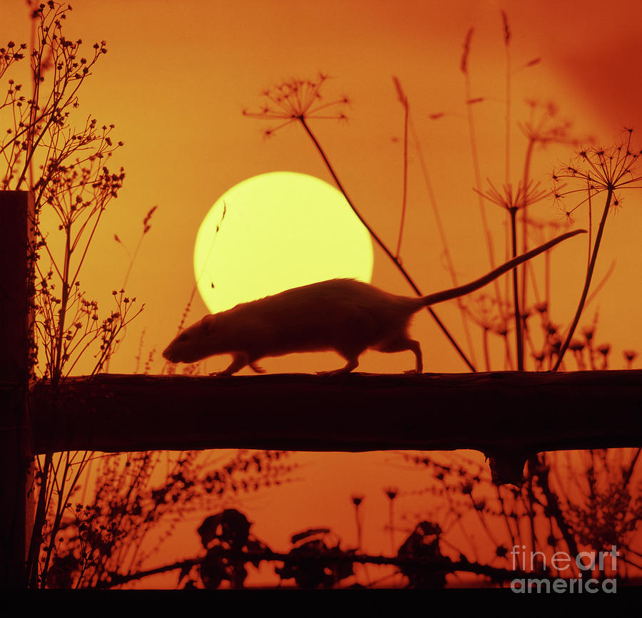 Sunset Rat 6 Photograph by Warren Photographic