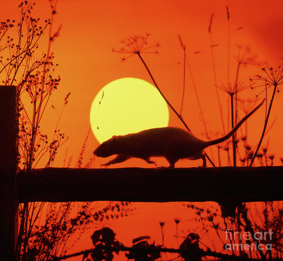 Sunset Rat 7 Photograph by Warren Photographic