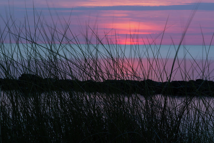 Sunset Reeds Photograph by Liz Albro