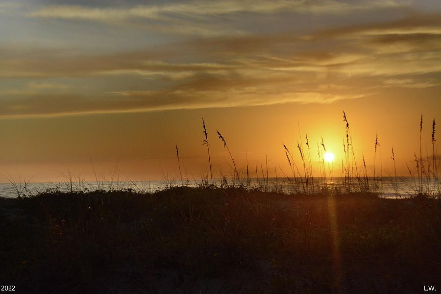 Sunset Reeds Madeira Beach Florida Photograph by Lisa Wooten Photography